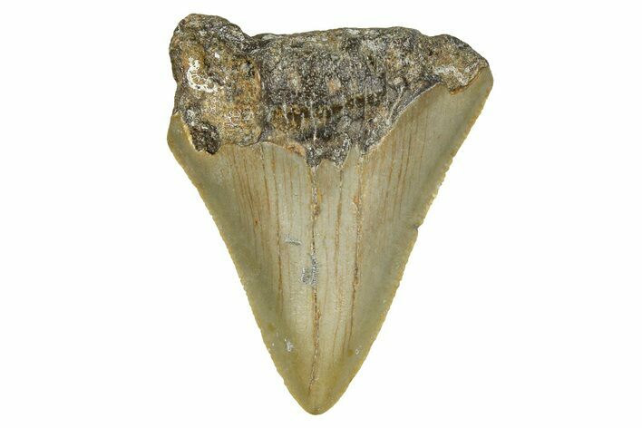 Partial, Fossil Megalodon Tooth - Serrated Blade #371724